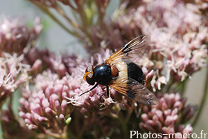 Volucella pellucens